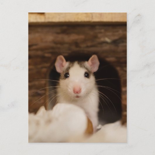 Cute Rat Briefkaart (Voorkant)