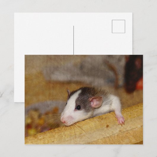 Cute Rat Briefkaart (Voorkant / Achterkant)