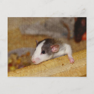 Cute Rat Briefkaart