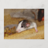 Cute Rat Briefkaart (Voorkant)