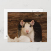Cute Rat Briefkaart (Voorkant / Achterkant)