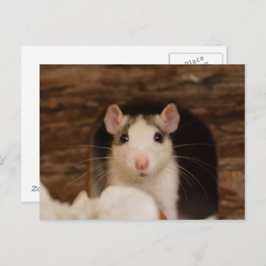 Cute Rat Briefkaart (Voorkant / Achterkant)
