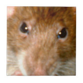 Cute Rat Face Tile Tegeltje (Voorkant)