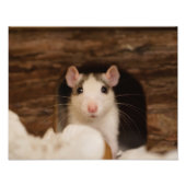 Cute Rat Foto Afdruk (Voorkant)