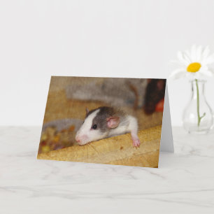 Cute Rat Kaart