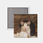 Cute Rat Magneet (Voorkant / Achterkant)