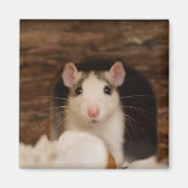 Cute Rat Magneet (Voorkant)