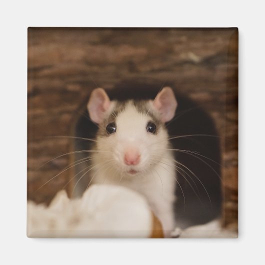 Cute Rat Magneet (Voorkant)