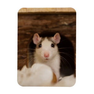 Cute Rat Magneet