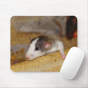 Cute Rat Muismat