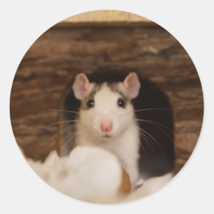 Cute Rat Ronde Sticker