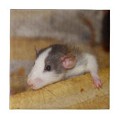 Cute Rat Tegeltje (Voorkant)