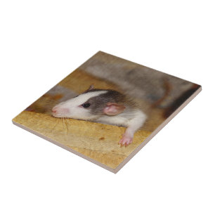 Cute Rat Tegeltje