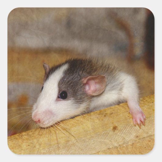 Cute Rat Vierkante Sticker (Voorkant)