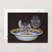 Cute Rats Eating Briefkaart (Voorkant / Achterkant)