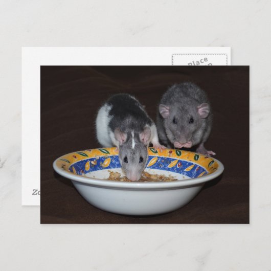 Cute Rats Eating Briefkaart (Voorkant / Achterkant)