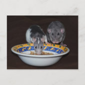 Cute Rats Eating Briefkaart (Voorkant)