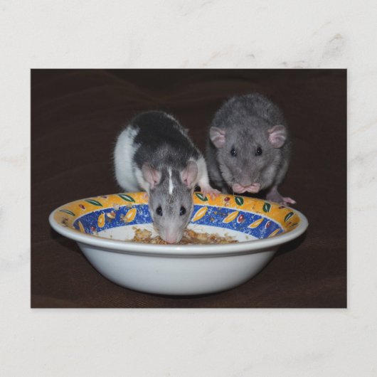 Cute Rats Eating Briefkaart (Voorkant)