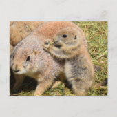 Cute Realistic Groundhog Family Photo Briefkaart (Voorkant)