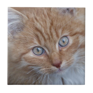 Cute Red and White, Long-Haire Tabby Cat Face Tegeltje