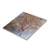 Cute Red and White, Long-Haire Tabby Cat Face Tegeltje (Zijkant)