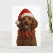 Cute red / brown Poodle Christmas card Kaart (Voorkant)