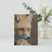 Cute Red Fox Briefkaart (Staand voorkant)