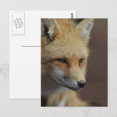 Cute Red Fox Briefkaart (Voorkant / Achterkant)
