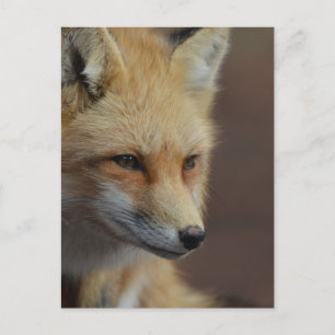 Cute Red Fox Briefkaart