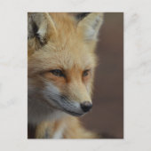 Cute Red Fox Briefkaart (Voorkant)