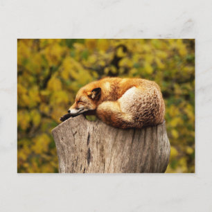 Cute Red Fox die rust op de boomstam Briefkaart