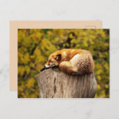 Cute Red Fox die rust op de boomstam Briefkaart (Voorkant / Achterkant)