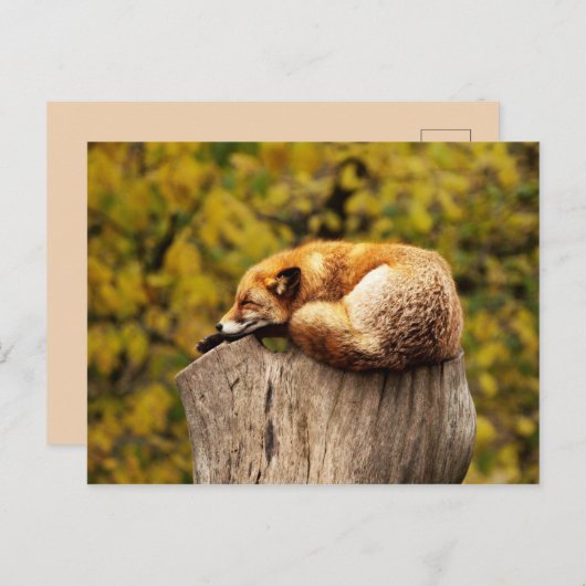 Cute Red Fox die rust op de boomstam Briefkaart (Voorkant / Achterkant)
