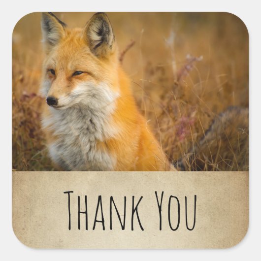 Cute Red Fox wilde Natuur Fotografie Dank u Vierkante Sticker (Voorkant)