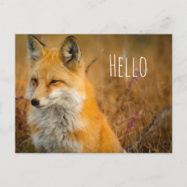 Cute Red Fox Wilderness Natuur Briefkaart
