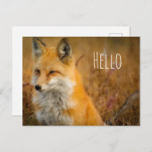 Cute Red Fox Wilderness Natuur Briefkaart (Voorkant / Achterkant)