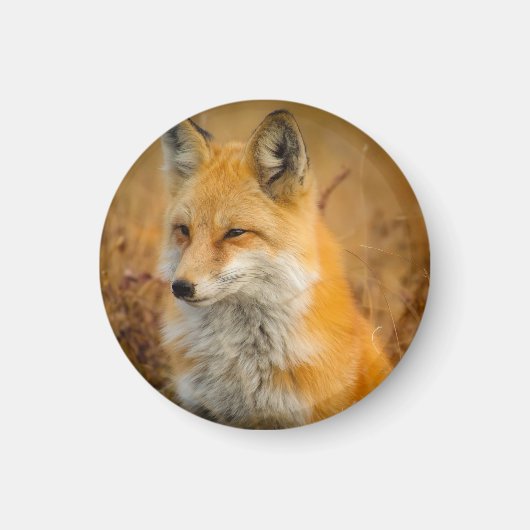 Cute Red Fox Wilderness Natuur Magneet (Voorkant)