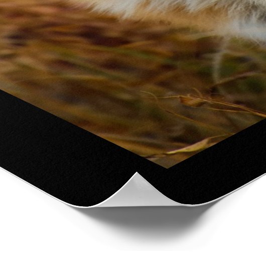 Cute Red Fox Wilderness Natuur Poster (Hoek)