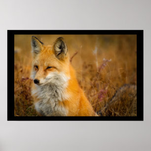 Cute Red Fox Wilderness Natuur Poster