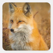 Cute Red Fox Wilderness Natuur