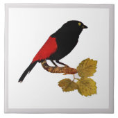  Cute Red Helderkleurig vogel en vuil Tegeltje (Voorkant)