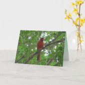 Cute Red Kardinaal in de Boom blanco Kaart (Gele Bloem)