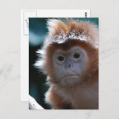Cute Red Langur Monkey Briefkaart (Voorkant / Achterkant)