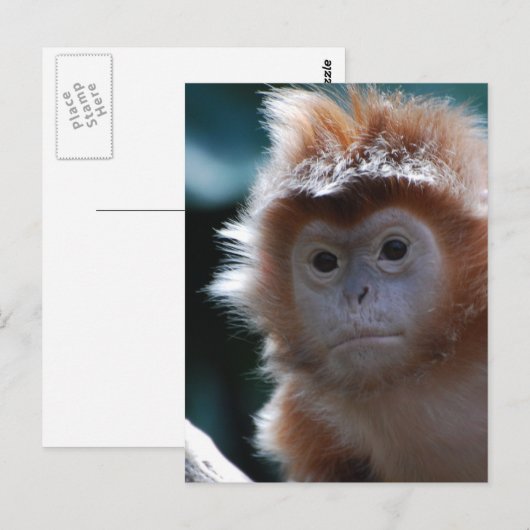 Cute Red Langur Monkey Briefkaart (Voorkant / Achterkant)