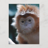 Cute Red Langur Monkey Briefkaart (Voorkant)