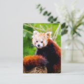 Cute Red Panda Animal Hand Painted Briefkaart (Staand voorkant)