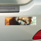 Cute Red Panda Beer Bumpersticker (Op auto)