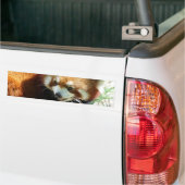 Cute Red Panda Beer Bumpersticker (Op Truck)