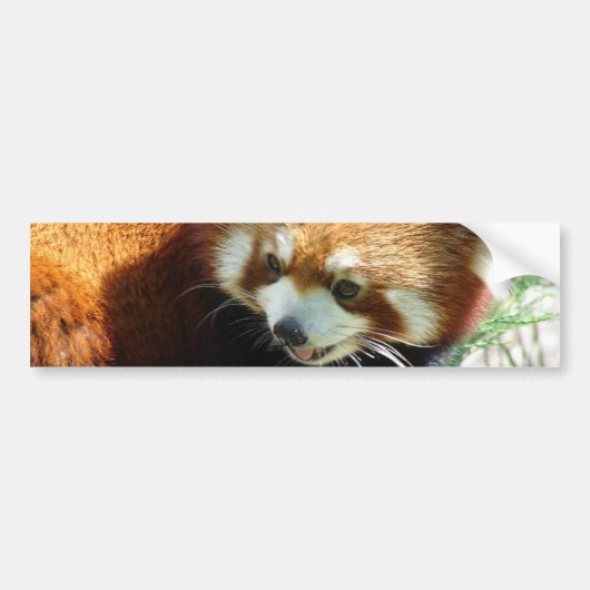Cute Red Panda Beer Bumpersticker (Voorkant)