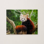 Cute Red Panda Beer Legpuzzel (Horizontaal)